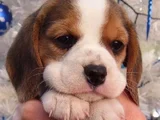 Dişi Erkek Beagle Bebek Yavrularımız