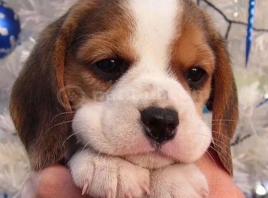Dişi Erkek Beagle Bebek Yavrularımız görsel