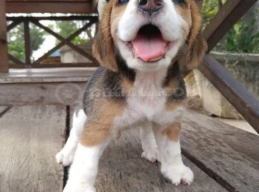 Dişi Erkek Beagle Bebek Yavrularımız görsel