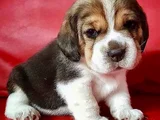Dişi Erkek Beagle Bebek Yavrularımız