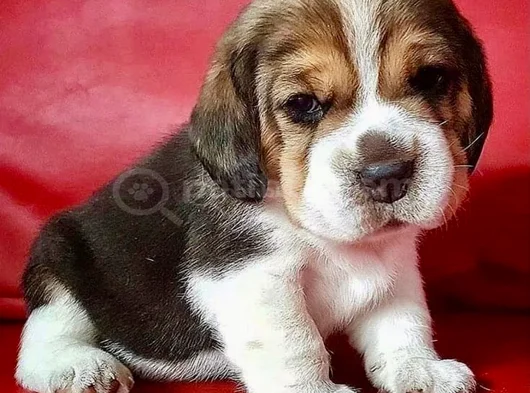 Dişi Erkek Beagle Bebek Yavrularımız görsel