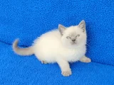 YENİ YUVASINA GİTMEYE HAZIR  BRİTİSH PONÇİK