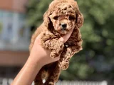 Orjinal toy poodle yavrular