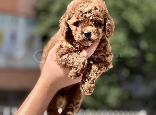 Orjinal Toy Poodle Yavrular