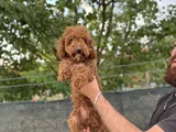 8 Aylık Dişi Poodle