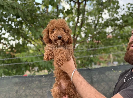 8 Aylık Dişi Poodle görsel