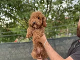 8 Aylık Dişi Poodle