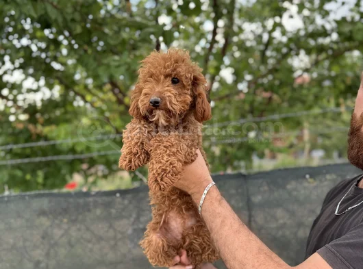 8 Aylık Dişi Poodle görsel