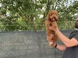 8 Aylık Dişi Poodle