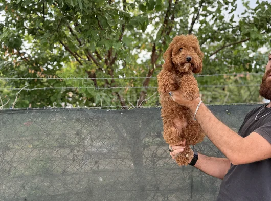 8 Aylık Dişi Poodle görsel