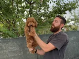 8 Aylık Dişi Poodle