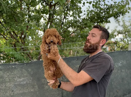 8 Aylık Dişi Poodle görsel
