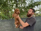 8 aylık dişi poodle