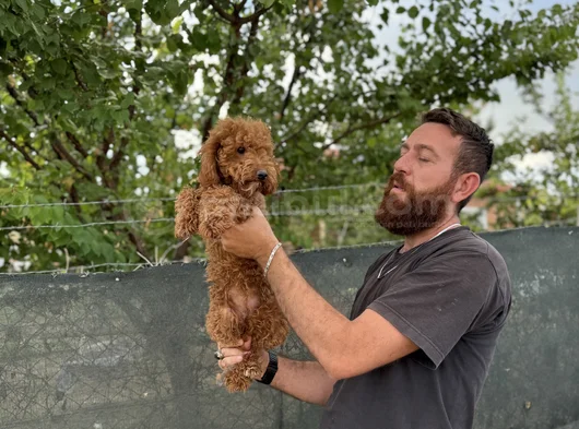 8 Aylık Dişi Poodle
