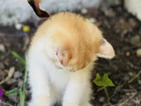 Orjinal Brigolden Ny12 Secereli Anne Baba