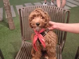 Dost canlısı maltipoo
