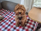 Dost Canlısı Maltipoo