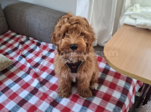 Dost Canlısı Maltipoo görsel