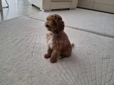 Dost Canlısı Maltipoo