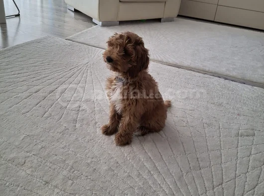 Dost Canlısı Maltipoo görsel