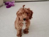 Dost Canlısı Maltipoo
