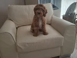 Dost Canlısı Maltipoo