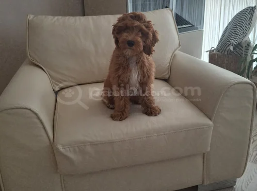 Dost Canlısı Maltipoo görsel