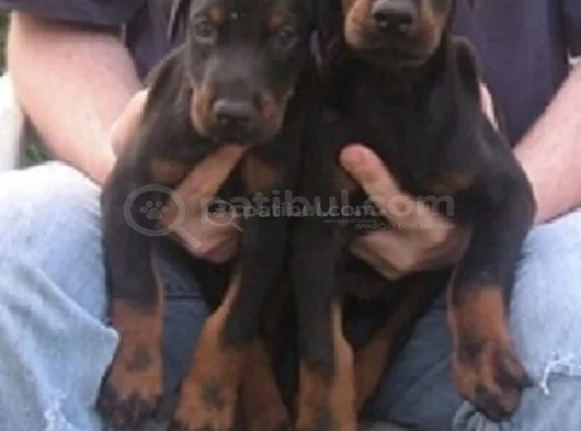 Şampiyon Kan Hattından Doberman Yavruları Mama Ve Malzeme görsel