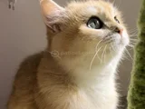 British Shorthair Bri Ny 12 Dişi