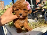 Safkan Toy Poodle Yavrular