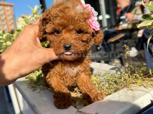 Safkan Toy Poodle Yavrular görsel