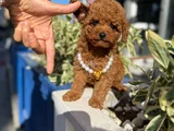 Safkan Toy Poodle Yavrular