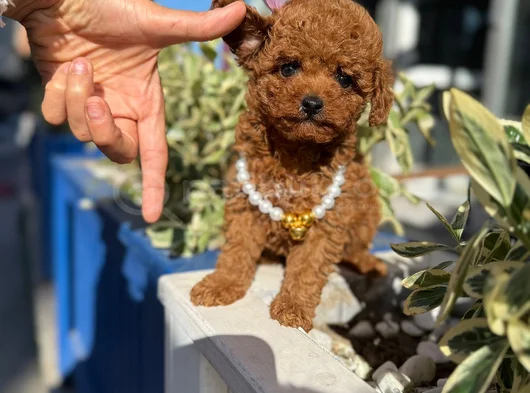 Safkan Toy Poodle Yavrular görsel