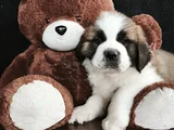 Irk Garantili Dişi Erkek Saint Bernard Yavrularımız