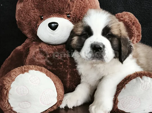 Irk Garantili Dişi Erkek Saint Bernard Yavrularımız görsel