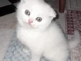 İnci̇ Taneleri̇ Scotti̇sh Bri̇ti̇sh Erkek Uygundur