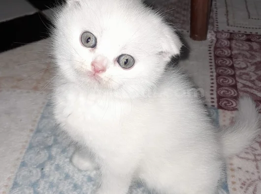 İnci̇ Taneleri̇ Scotti̇sh Bri̇ti̇sh Erkek Uygundur görsel