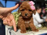 SAFKAN TOY POODLE YAVRULAR