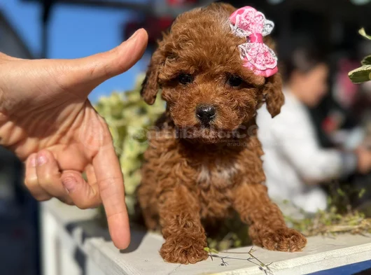 Safkan Toy Poodle Yavrular