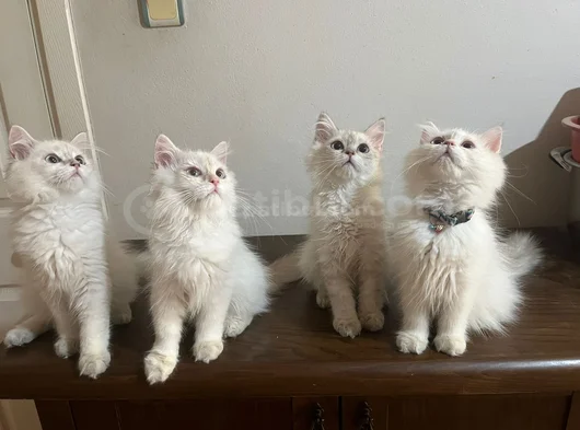 Upuzun Tüylü Safkan Güzel British Longhair Yavrularım görsel