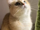 British Shorthair Bri Ny 12 Dişi