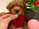 Mi̇ni̇k Büyümeyen Malti̇poo Yavrular