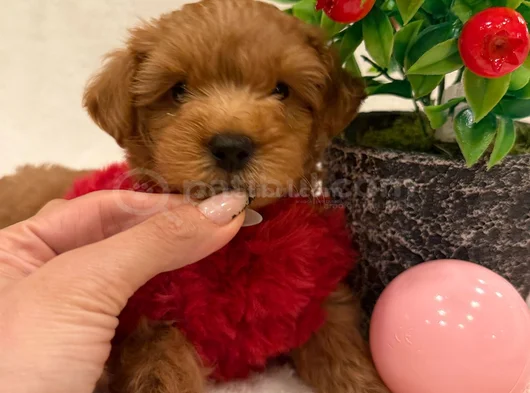 Mi̇ni̇k Büyümeyen Malti̇poo Yavrular görsel