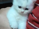 İnci̇ Taneleri̇ Scotti̇sh Bri̇ti̇sh Erkek Uygundur
