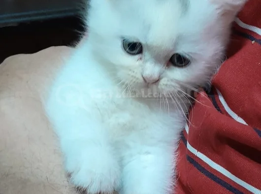 İnci̇ Taneleri̇ Scotti̇sh Bri̇ti̇sh Erkek Uygundur görsel