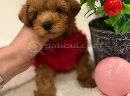 Mi̇ni̇k Büyümeyen Malti̇poo Yavrular görsel