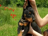Kali̇teni̇n Zirvesi̇nden  Ki̇ng Doberman