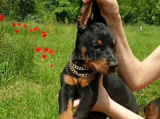 Kali̇teni̇n Zirvesi̇nden  Ki̇ng Doberman görsel