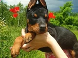 Kali̇teni̇n Zirvesi̇nden  Ki̇ng Doberman