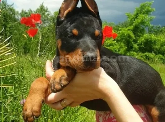 Kali̇teni̇n Zirvesi̇nden  Ki̇ng Doberman görsel